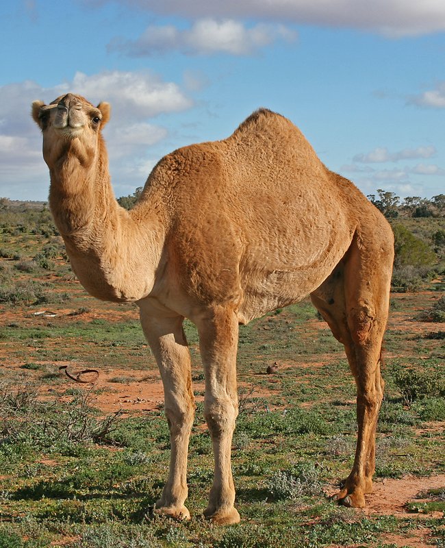 Look at this Camel