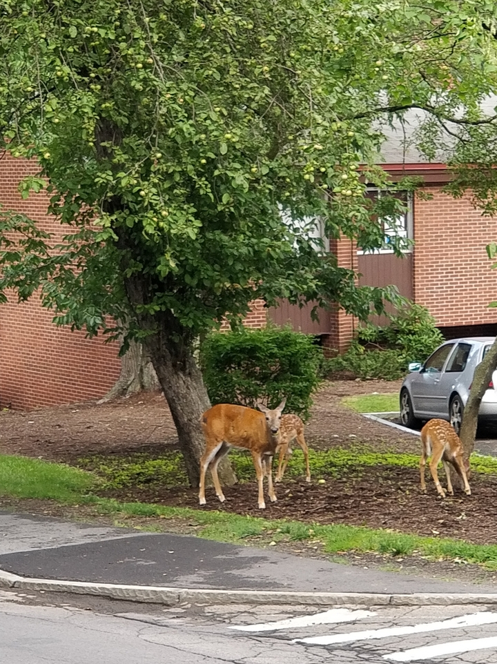 Deer near West Campus during Summer